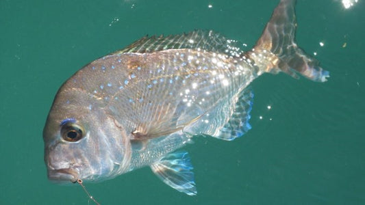 Catching Snapper in Moreton Bay - by Spero K