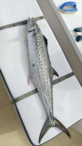 Spotty Mackerel Success in Moreton Bay